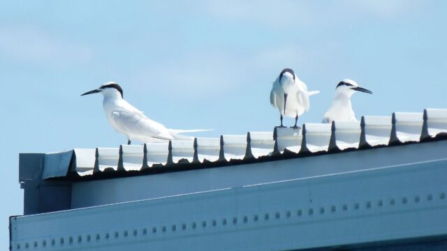 Birds and Rooftops_ Surprising Species That Call Our Cities Home
