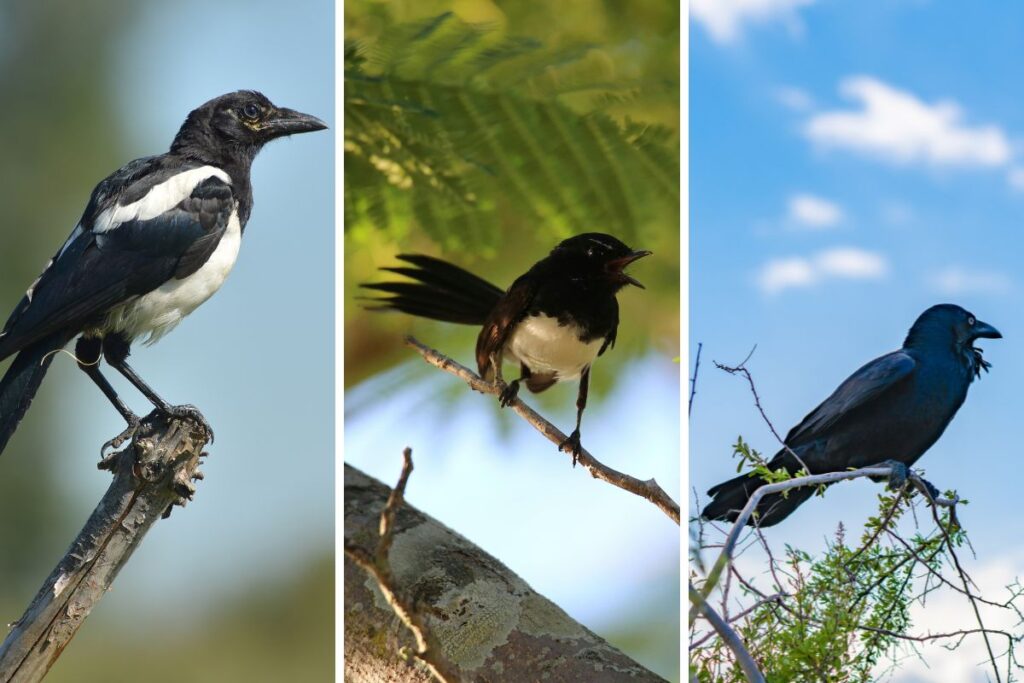 Magpies Willie Wagtails Australian Raven