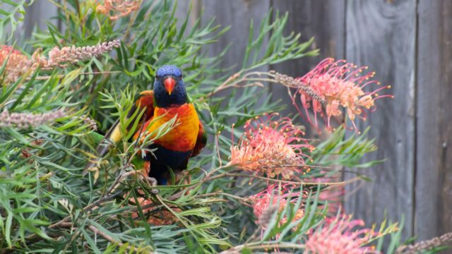 Native Trees & Gardens for Birds and People