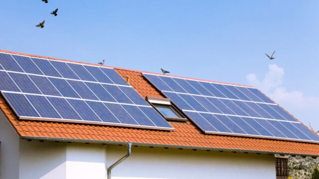 Solar Panels and Birds Do They Mix – Common Myths, Actual Risks, and How to Design Bird-Friendly Setups