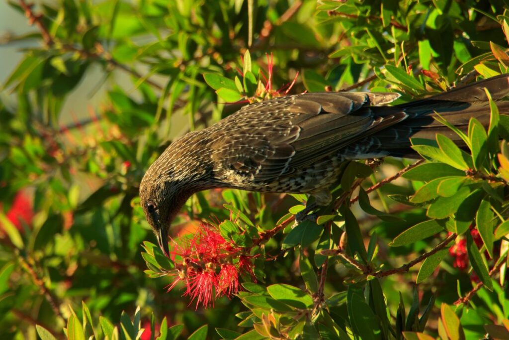 bird on banksia tree