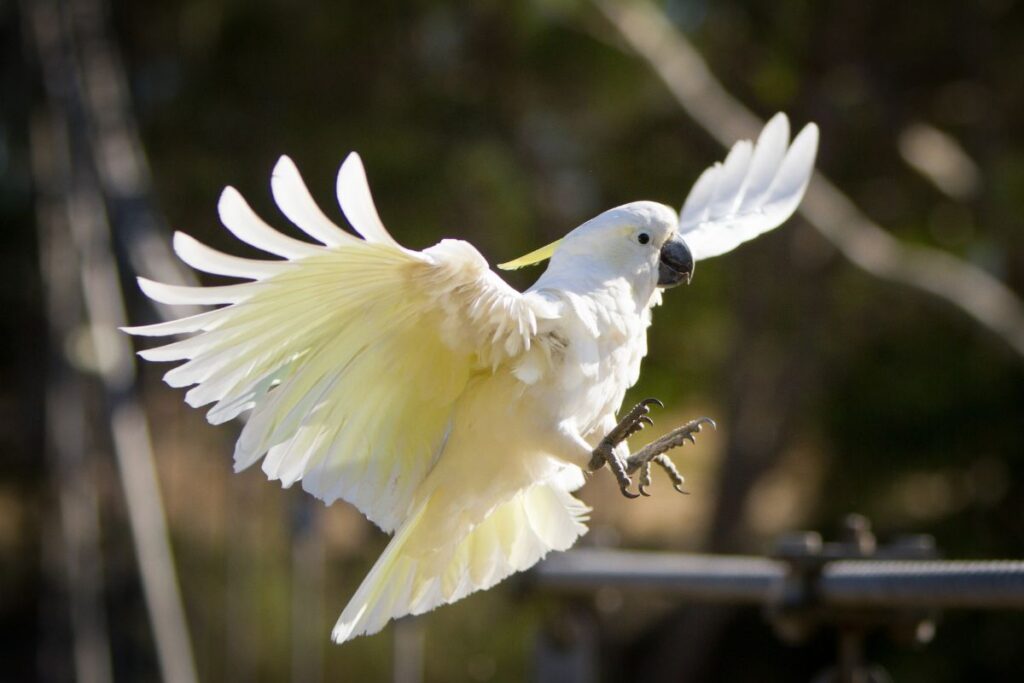 cockatoo flying